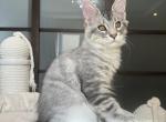 Neutered Maine Coon James - Maine Coon Kitten For Sale - Boston, MA, US