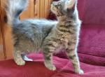 Boy - Domestic Kitten For Sale - Marlboro, CT, US