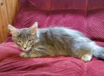 Gray - Domestic Kitten For Sale - Marlboro, CT, US