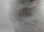 Long Hair White Persian Kitten - Persian Kitten For Sale - Orlando, FL, US