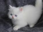 CFA White Male Persian Kitten - Persian Kitten For Sale - Stanton, MO, US