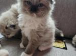 Seal mink male ragdoll - Ragdoll Kitten For Sale - Jacksonville, NC, US