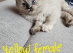 Torite mink ragdoll - Ragdoll Kitten For Sale - Jacksonville, NC, US