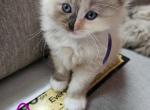 Tortie mink ragdoll - Ragdoll Kitten For Sale - Jacksonville, NC, US