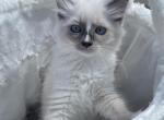 Norah - Ragdoll Kitten For Sale - Mount Morris, IL, US