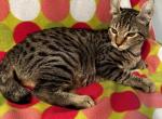 Highlander kity 1c1 - Highlander Kitten For Sale - 