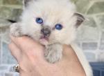 Tofu - Ragdoll Kitten For Sale - Quarryville, PA, US