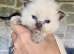 Sushi - Ragdoll Kitten For Sale - Quarryville, PA, US