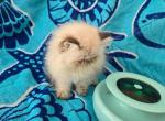 Himalayan Kittens - Himalayan Kitten For Sale - Satellite Beach, FL, US