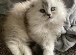 Sir Fluffington - Scottish Fold Kitten For Sale - MD, US