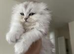 Luna - Scottish Fold Kitten For Sale - MD, US