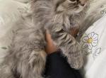 Everest - Scottish Fold Kitten For Sale - MD, US