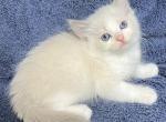 Blue Bicolor - Ragdoll Kitten For Sale - Los Angeles, CA, US