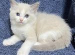 Blue bicolor baby - Ragdoll Kitten For Sale - Los Angeles, CA, US