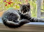 Pebbles - Domestic Kitten For Adoption - FL, US