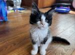 Athena of Donnelly - Maine Coon Kitten For Sale - Port Clinton, OH, US