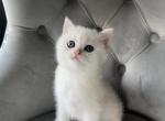 Mateo - British Shorthair Kitten For Sale - Houston, TX, US