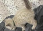 Snow Bengal Lola - Bengal Kitten For Sale - 