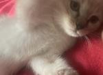 Snow Bengal Lola - Bengal Kitten For Sale - Atlanta, GA, US