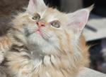 Milo - Maine Coon Kitten For Sale - 