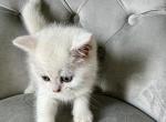 Victoria - British Shorthair Kitten For Sale - 