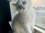 Emma - British Shorthair Kitten For Sale - 