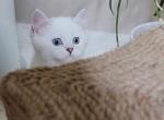 British Scottish kitten - British Shorthair Kitten For Sale - Seattle, WA, US