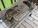 Bindi - Bengal Kitten For Sale - Castle Hayne, NC, US