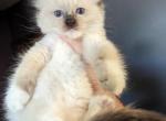 seal mitted  MArkus - Ragdoll Kitten For Sale - NY, US