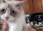 Maxamus lilac bi colour - Ragdoll Kitten For Sale - NY, US