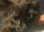 Bear - American Longhair Kitten For Sale - 