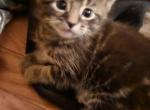 Yoda - American Shorthair Kitten For Sale - Bull Valley, IL, US