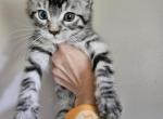 Friends litter - Highlander Kitten For Sale - 