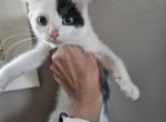 Bluey litter - Highlander Kitten For Sale - 