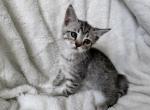 Silver Bengal - Bengal Kitten For Sale - Oregon City, OR, US