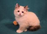 Flower Basil and Blossom - Ragdoll Kitten For Sale - Seattle, WA, US