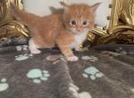 New born - Maine Coon Kitten For Sale - Fort Myers, FL, US