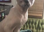 Marmalades William wc - Sphynx Cat For Sale - Memphis, TN, US