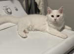 Angelo - Ragdoll Kitten For Sale - Beaumont, CA, US