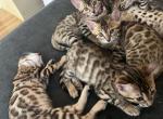 Bengal blue - Bengal Kitten For Adoption - Azusa, CA, US