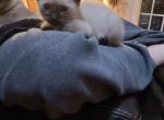 Seal point female - Siamese Kitten For Sale - Garner, NC, US