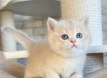 Adele2 British - British Shorthair Kitten For Sale - New York, NY, US