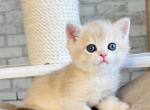 Archi2 British - British Shorthair Kitten For Sale - New York, NY, US