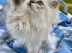 Lilac lynx himalayan Luca - Himalayan Kitten For Sale - 