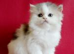 Odeliya Scottish - Scottish Straight Kitten For Sale - Brooklyn, NY, US