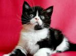 Otello Scottish - Scottish Straight Kitten For Sale - Brooklyn, NY, US