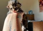 Aqua female - Maine Coon Kitten For Sale - 