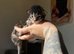 Yellow female - Maine Coon Kitten For Sale - Auburn, IN, US