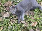 Mr Putin - Russian Blue Cat For Adoption - Glennville, GA, US