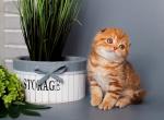 Scottish Fold Marble Cinnamon Simba - Scottish Fold Kitten For Sale - Jersey City, NJ, US